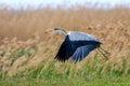 Grey Heron flying over marshy grassland Royalty Free Stock Photo