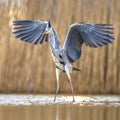 Grey heron flying preparing for landing