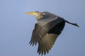 A Grey Heron flying on a sunny morning blue sky Royalty Free Stock Photo