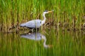 Grey heron