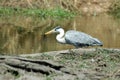 Grey heron with frog Royalty Free Stock Photo