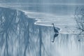 Grey heron frozen lake at winter. Winter lake scene Royalty Free Stock Photo