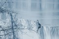 Grey heron frozen lake at winter. Winter lake scene Royalty Free Stock Photo