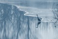 Grey heron frozen lake at winter. Winter lake scene Royalty Free Stock Photo