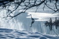Grey heron frozen lake at winter. Winter lake scene Royalty Free Stock Photo