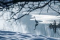 Grey heron frozen lake at winter. Winter lake scene Royalty Free Stock Photo