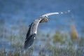 Grey heron gliding over river in sunshine Royalty Free Stock Photo