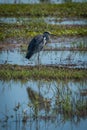 Grey heron on grassy bank in shallows Royalty Free Stock Photo