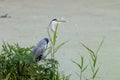 Grey heron