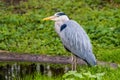 Grey heron