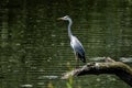 Grey heron on tree