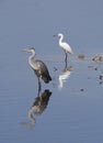 Grey Heron/Great Egret Royalty Free Stock Photo