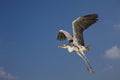 Grey Heron Ardea cinerea