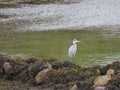 Grey Heron Royalty Free Stock Photo
