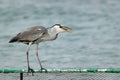 Grey Heron gulping fish Royalty Free Stock Photo