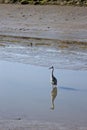 Grey heron in the harbour of Noordpolderzijl, Holland Royalty Free Stock Photo