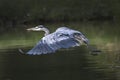 Grey heron taking off Royalty Free Stock Photo