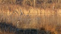 A grey heron hidden in the reeds