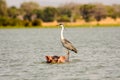 A Grey Heron hitching a ride Royalty Free Stock Photo