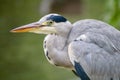 Grey Heron in hunched position Royalty Free Stock Photo