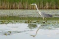 Grey heron