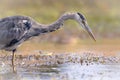 Grey heron hunting for fish Royalty Free Stock Photo