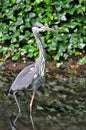 A grey heron hunting in low lake waters in the wild. Royalty Free Stock Photo