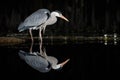 Grey Heron, Ardea cinerea