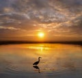 Grey heron hunting on the river at sunrise Royalty Free Stock Photo