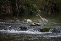 Grey Heron hunting in a river