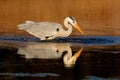 A grey heron hunting in shallow water, South Africa