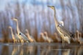 Grey heron hunting stationary in lake