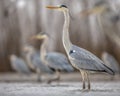 Grey heron hunting stationary in lake