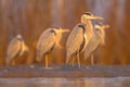 Grey heron hunting stationary in lake