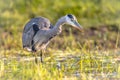 Grey heron hunting in wetland Royalty Free Stock Photo