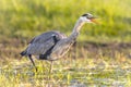 Grey heron hunting in wetland open beak Royalty Free Stock Photo