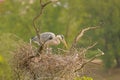 Grey heron