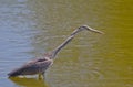 Grey Heron just about to strike Royalty Free Stock Photo