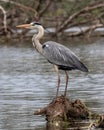 Grey Heron at Kerkini Lake