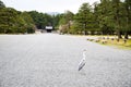 Grey Heron in Kyoto Gyoen Garden, Kyoto Royalty Free Stock Photo