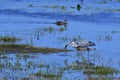 Grey heron in a lake with a big Brown bullhead