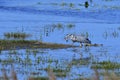 Grey heron in a lake with a big Brown bullhead