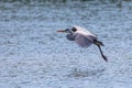 Grey Heron landing ardea herodias Grey Headed Heron Royalty Free Stock Photo