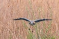 Grey Heron landing ardea herodias Grey Headed Heron Royalty Free Stock Photo