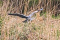 Grey Heron landing ardea herodias Grey Headed Heron Royalty Free Stock Photo