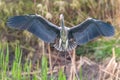 Grey Heron landing ardea herodias Grey Headed Heron Royalty Free Stock Photo