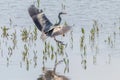 Grey Heron landing ardea herodias Grey Headed Heron Royalty Free Stock Photo