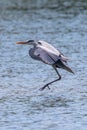 Grey Heron landing ardea herodias Grey Headed Heron Royalty Free Stock Photo