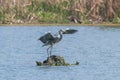 Grey Heron landing ardea herodias Grey Headed Heron Royalty Free Stock Photo