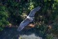 Grey Heron landing ardea herodias Grey Headed Heron Royalty Free Stock Photo